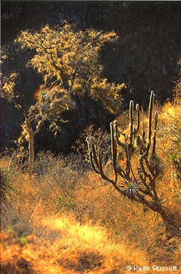 Desert cacti in Marañón valley - © Keith Muscutt